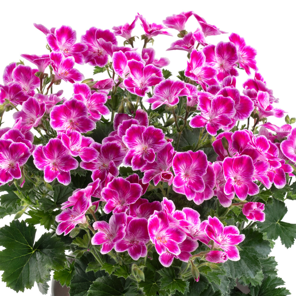 Vzpřímené balkonové květiny - Pelargonie vonná Angeleyes Pink 4ks květináč 11cm