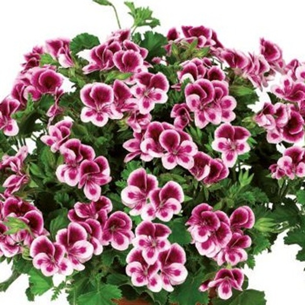 Vzpřímené balkonové květiny - Pelargonie vonná Angeleyes Randy 4ks květináč 11cm