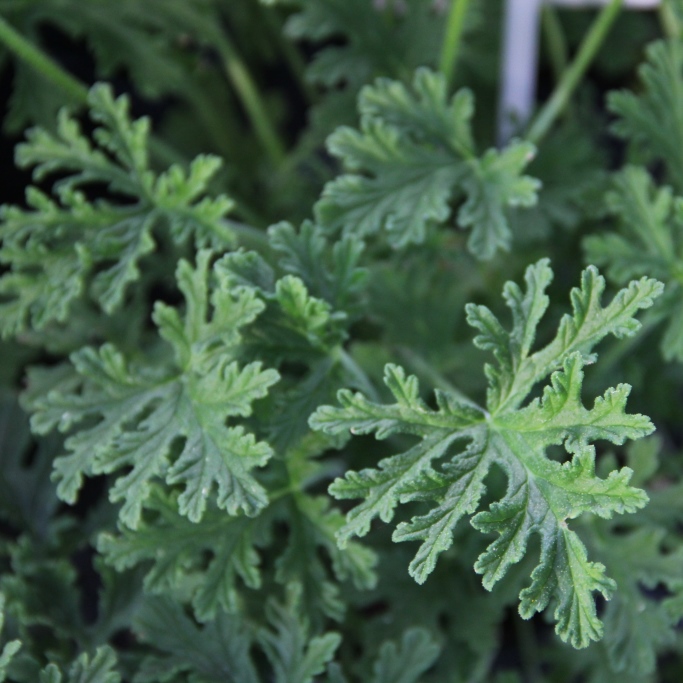 Vzpřímené balkonové květiny - Pelargonie vonná květináč 12cm
