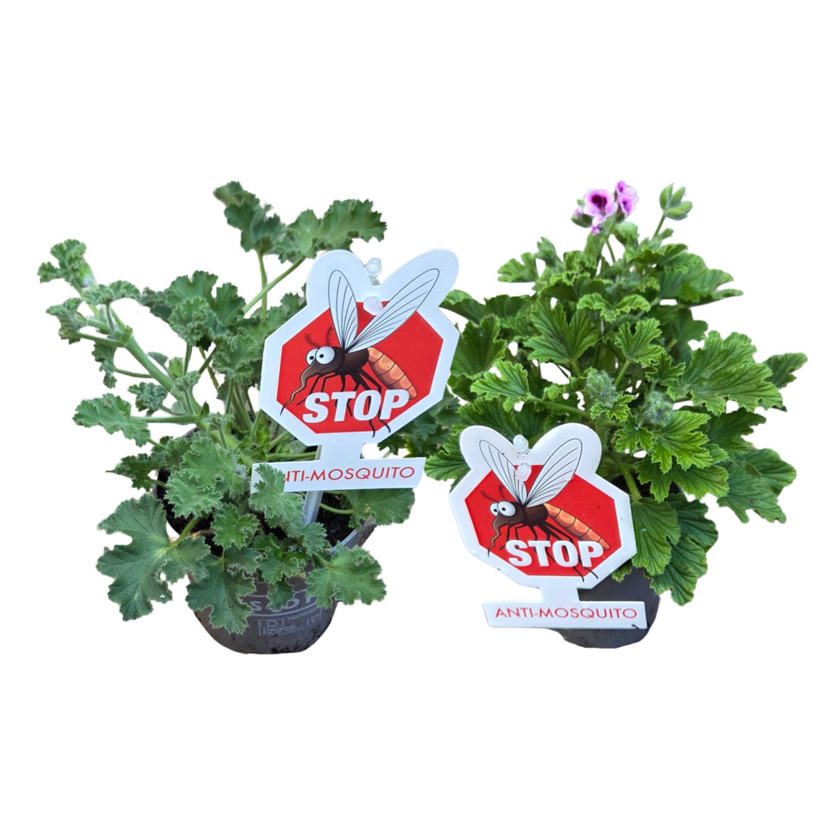 Vzpřímené balkonové květiny - Pelargonie vonná mix, květináč 12cm
