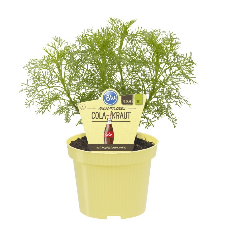 Bylinky - Pelyněk brotan var. Maritima BIO květináč 12cm