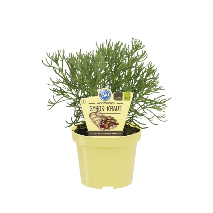 Bylinky - Pelyněk kavkazský/gyros BIO květináč 12cm