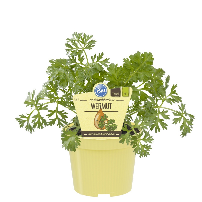 Bylinky - Pelyněk pravý BIO květináč 12cm