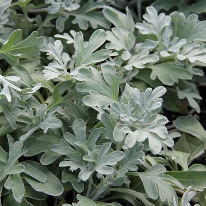 Skalničky - Pelyněk 'Silver Brocade' květináč 9cm