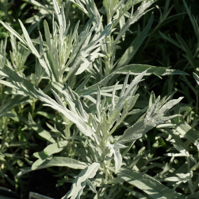 Bylinky - Pelyněk 'Silver Queen' 9cm