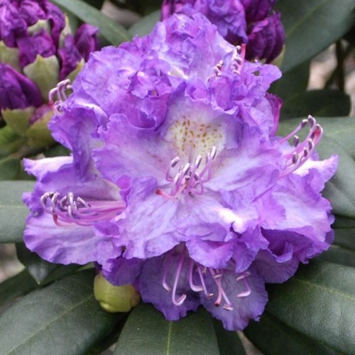 Rostliny - Pěnišník 'Alfred' květináč 5 litrů, výška 40/50cm, keř