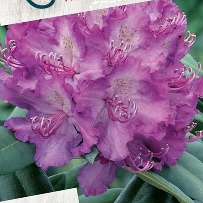 Pěnišníky a azalky - Pěnišník 'Alfred' výška 25/30cm, květináč 4 litry