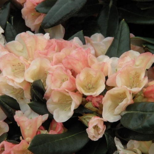 Rostliny - Pěnišník 'Aureolin'® výška 30/40cm, 6 litrů