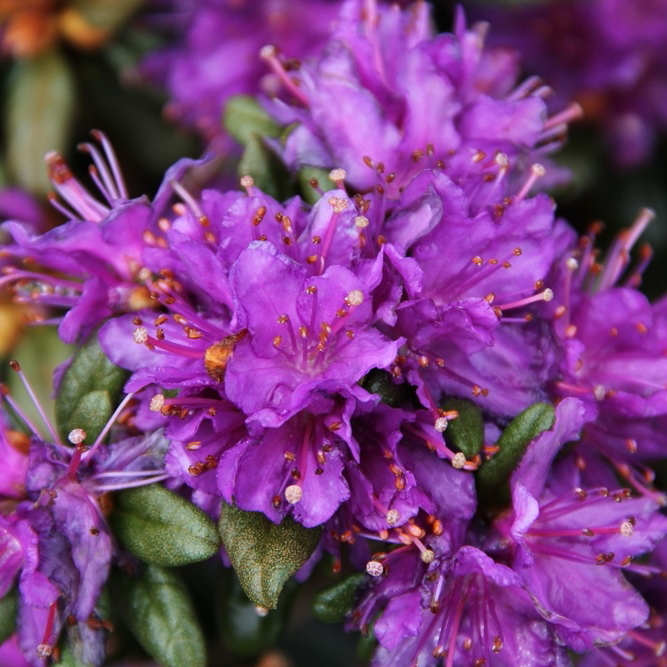 Rostliny - Pěnišník 'Azurika' květináč 1,5 litru, výška 20/25cm, keř