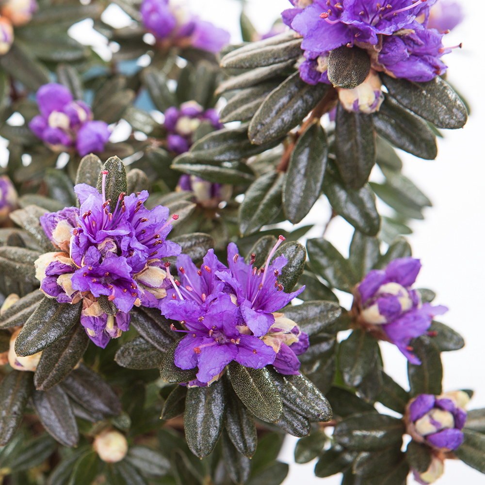 Pěnišník 'Azurika' květináč 1,5 litru, výška 20/25cm, keř-0