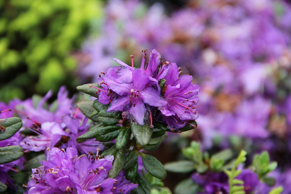 Pěnišník 'Azurika' květináč 1,5 litru, výška 20/25cm, keř-1