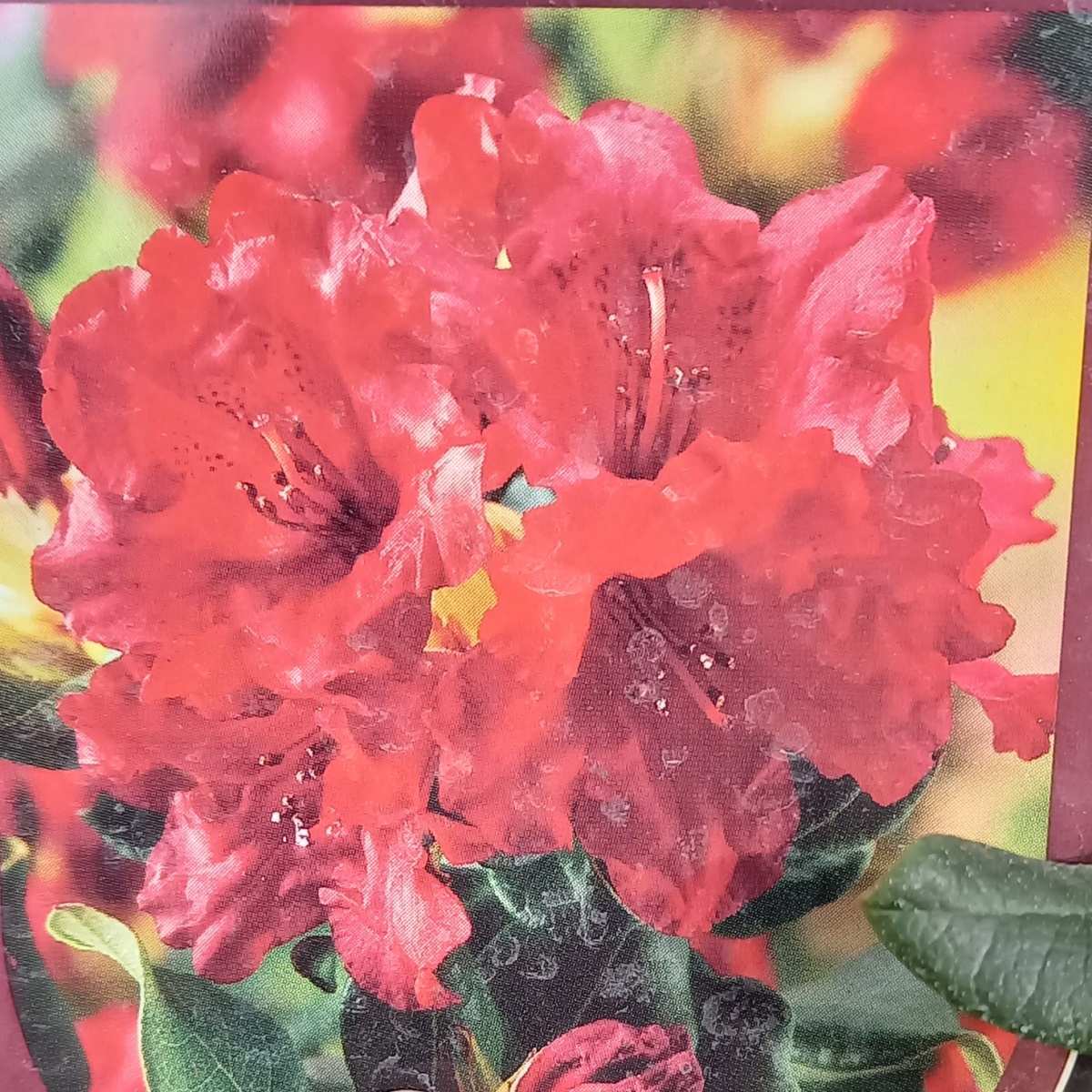 Pěnišníky a azalky - Pěnišník Baden Baden výška 20/25cm, květináč 2,5 litru