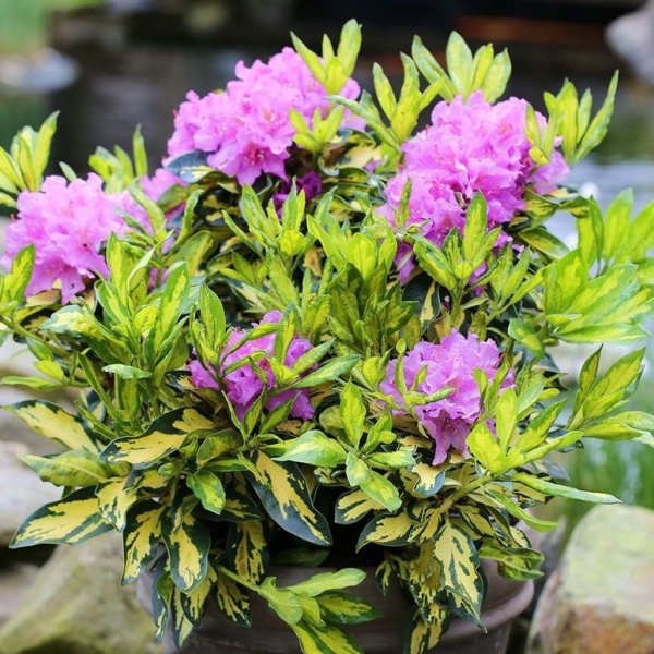 Pěnišníky a azalky - Pěnišník 'Blattgold' výška 30/40cm, 5 litrů