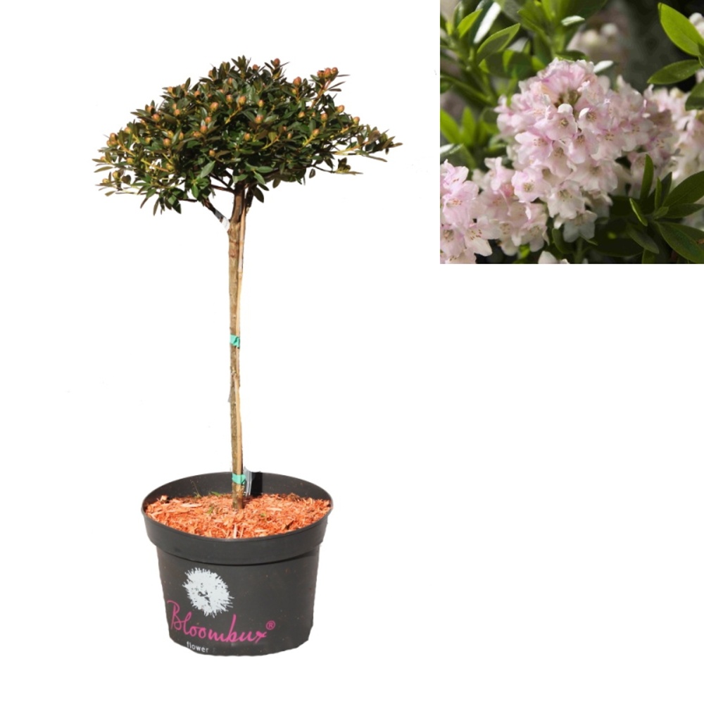 Pěnišníky a azalky - Pěnišník Bloombux kmínek 40cm, květináč 5 litrů