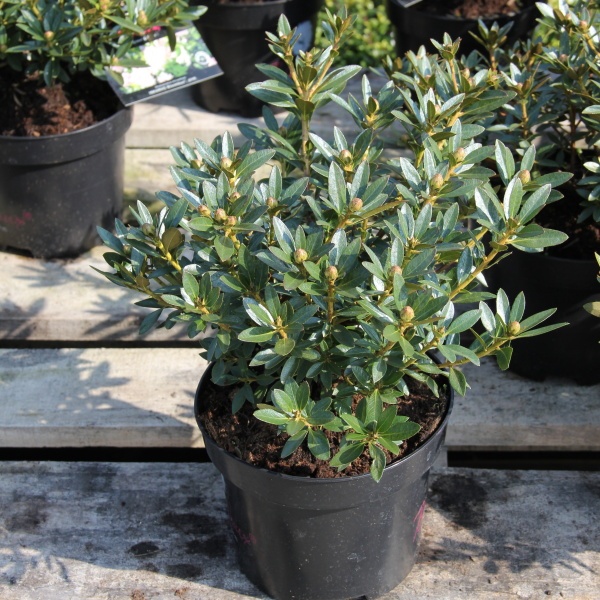 Pěnišníky a azalky - Pěnišník Bloombux květináč 2 litry, výška 20/25cm, keř