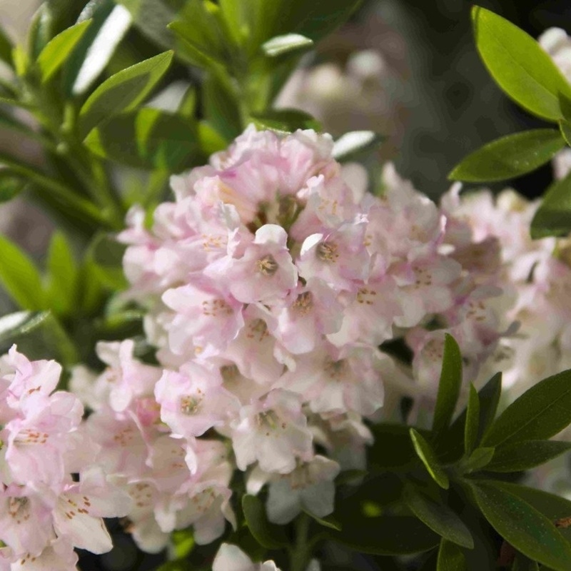 Pěnišníky a azalky - Pěnišník Bloombux květináč 30 litrů