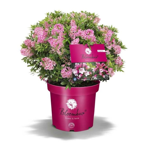 Pěnišníky a azalky - Pěnišník Bloombux Magenta květináč 2 litry, výška 20/25cm, keř