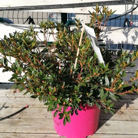 Pěnišník Bloombux Magenta květináč 5 litrů, keř-0