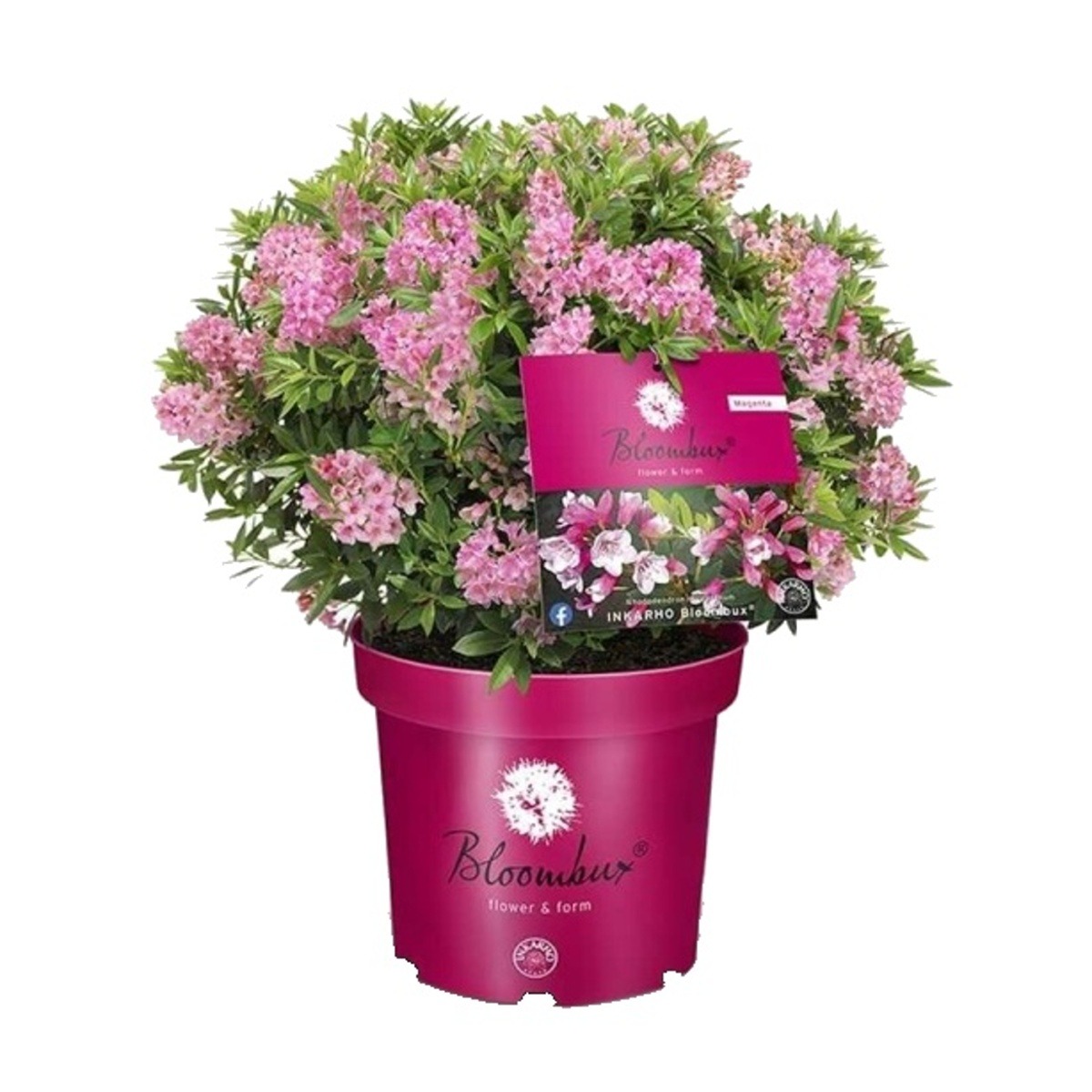 Pěnišníky a azalky - Pěnišník Bloombux Magenta výška 50/60cm, květináč 10 litrů