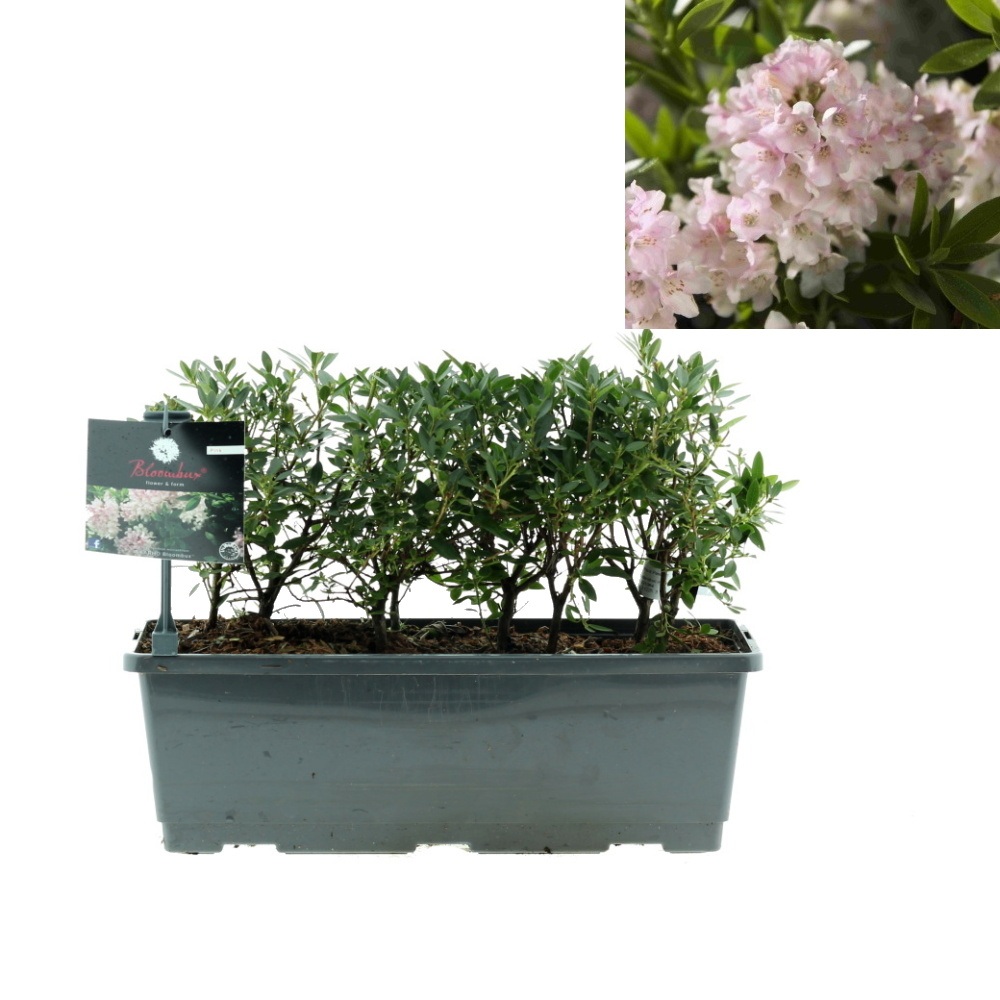 Pěnišníky a azalky - Pěnišník Bloombux truhlík 40cm