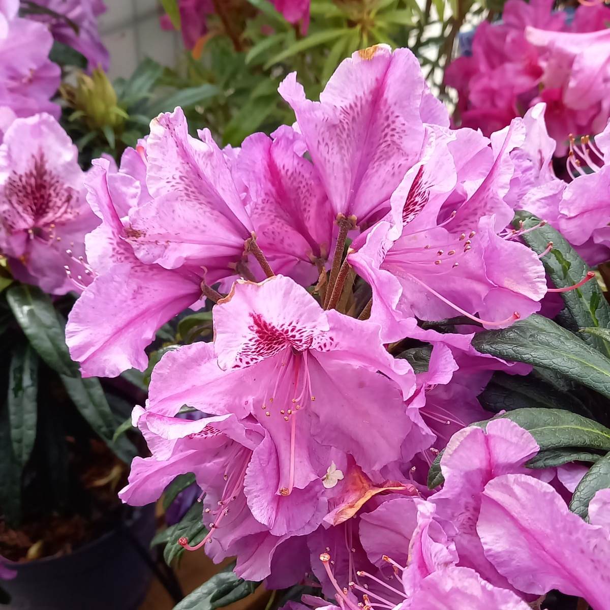 Rostliny - Pěnišník Blue Graziella květináč 5 litrů