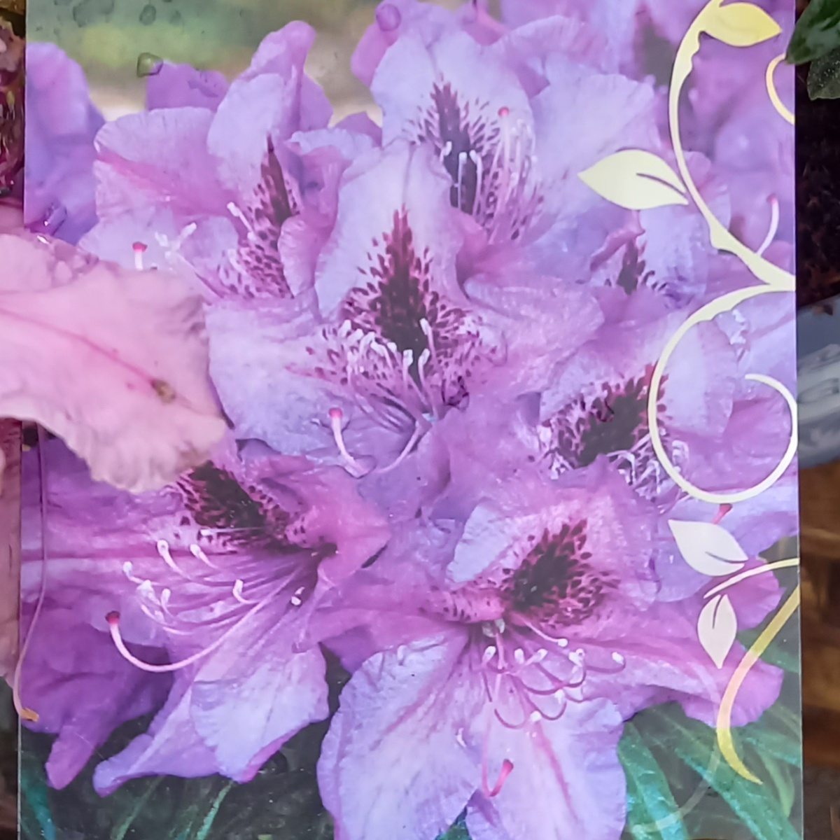 Pěnišník Blue Graziella květináč 5 litrů-0