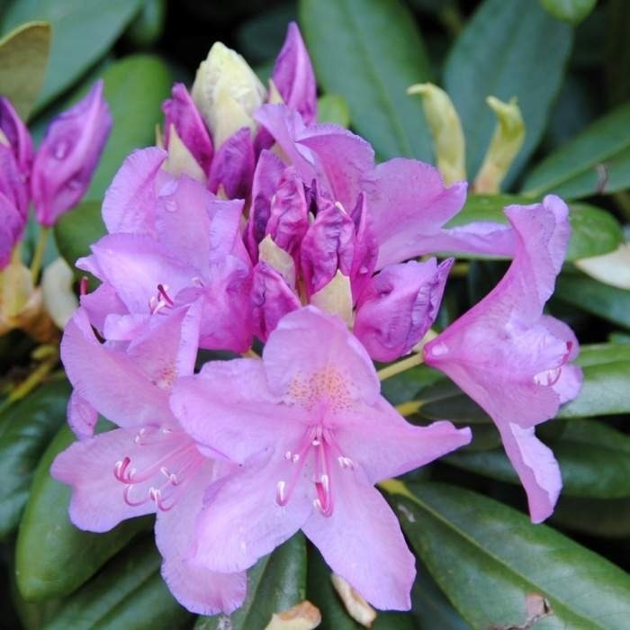 Rostliny - Pěnišník 'Catawbiense Grandiflorum' výška 50/60cm, květináč 15 litrů