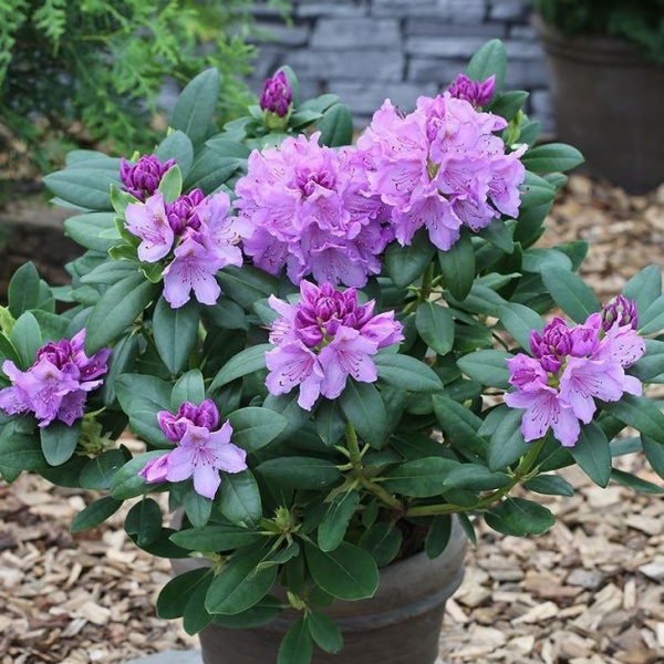 Rostliny - Pěnišník 'Catawbiense Grandiflorum' výška 70/80cm