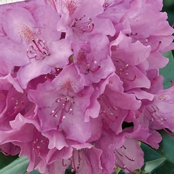 Rostliny - Pěnišník černomořský 'Roseum' výška 100/125cm, květináč 160 litrů