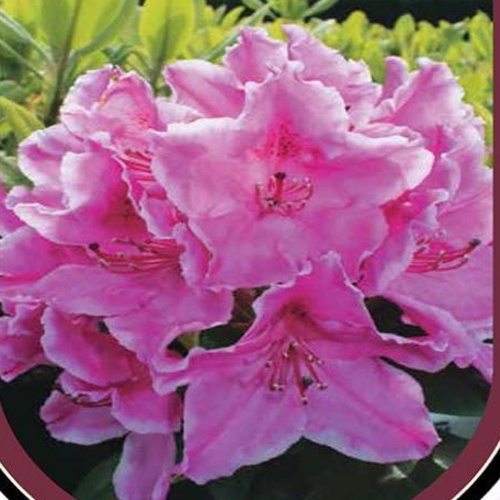 Pěnišníky a azalky - Pěnišník Claudine květináč 5 litrů, výška 30/40cm, keř