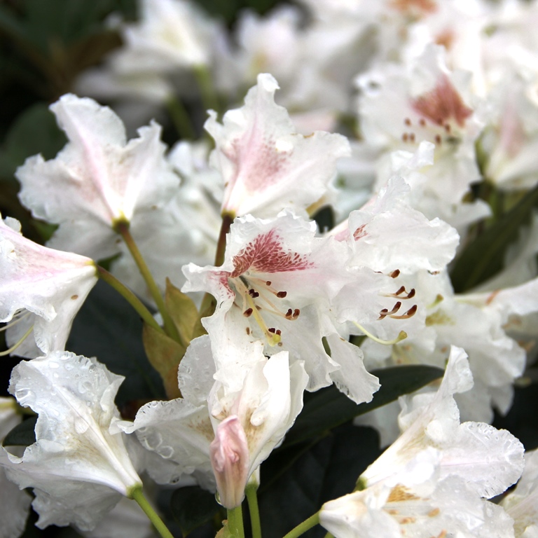 Pěnišníky a azalky - Pěnišník Cunninghams White květináč 4 litry, výška 30/40cm, keř