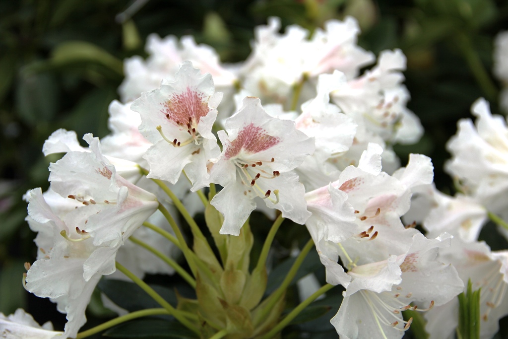 Pěnišník Cunninghams White květináč 4 litry, výška 30/40cm, keř-0