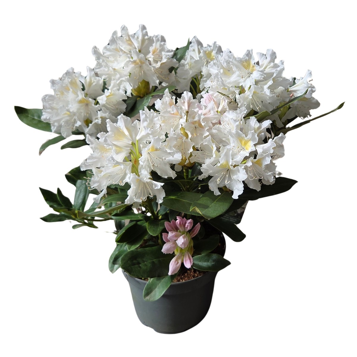 Pěnišníky a azalky - Pěnišník Cunninghams White květináč 4 litry, výška 30/40cm, keř