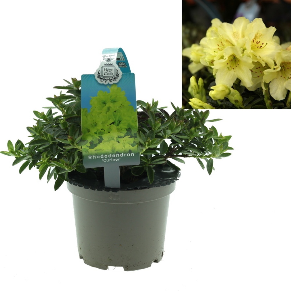 Pěnišníky a azalky - Pěnišník Curlev květináč 1,5 litru, výška 20/25cm, keř