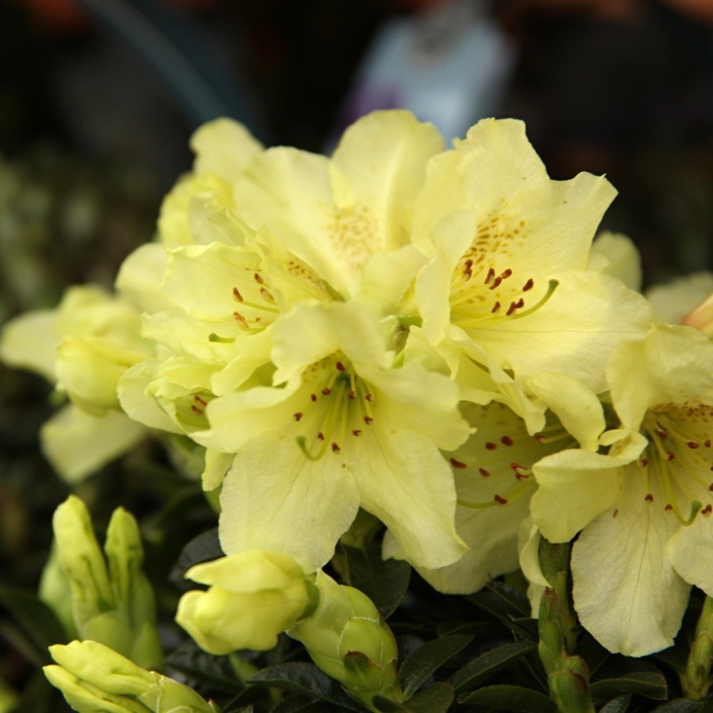 Pěnišník Curlev květináč 1,5 litru, výška 20/25cm, keř-0