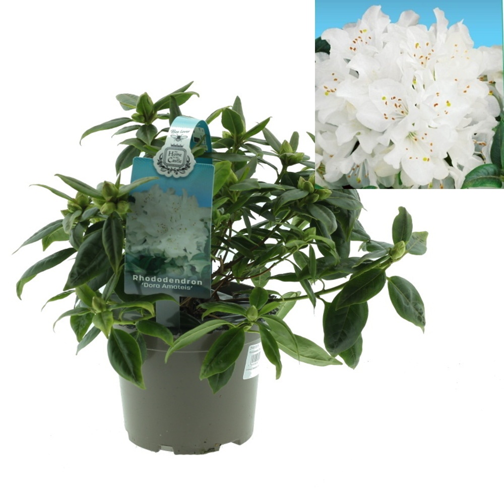 Pěnišníky a azalky - Pěnišník Dora Amateis květináč 1,5 litru