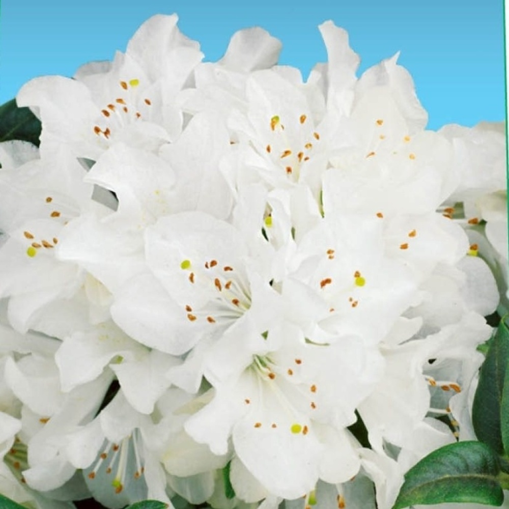 Pěnišník Dora Amateis květináč 1,5 litru-0