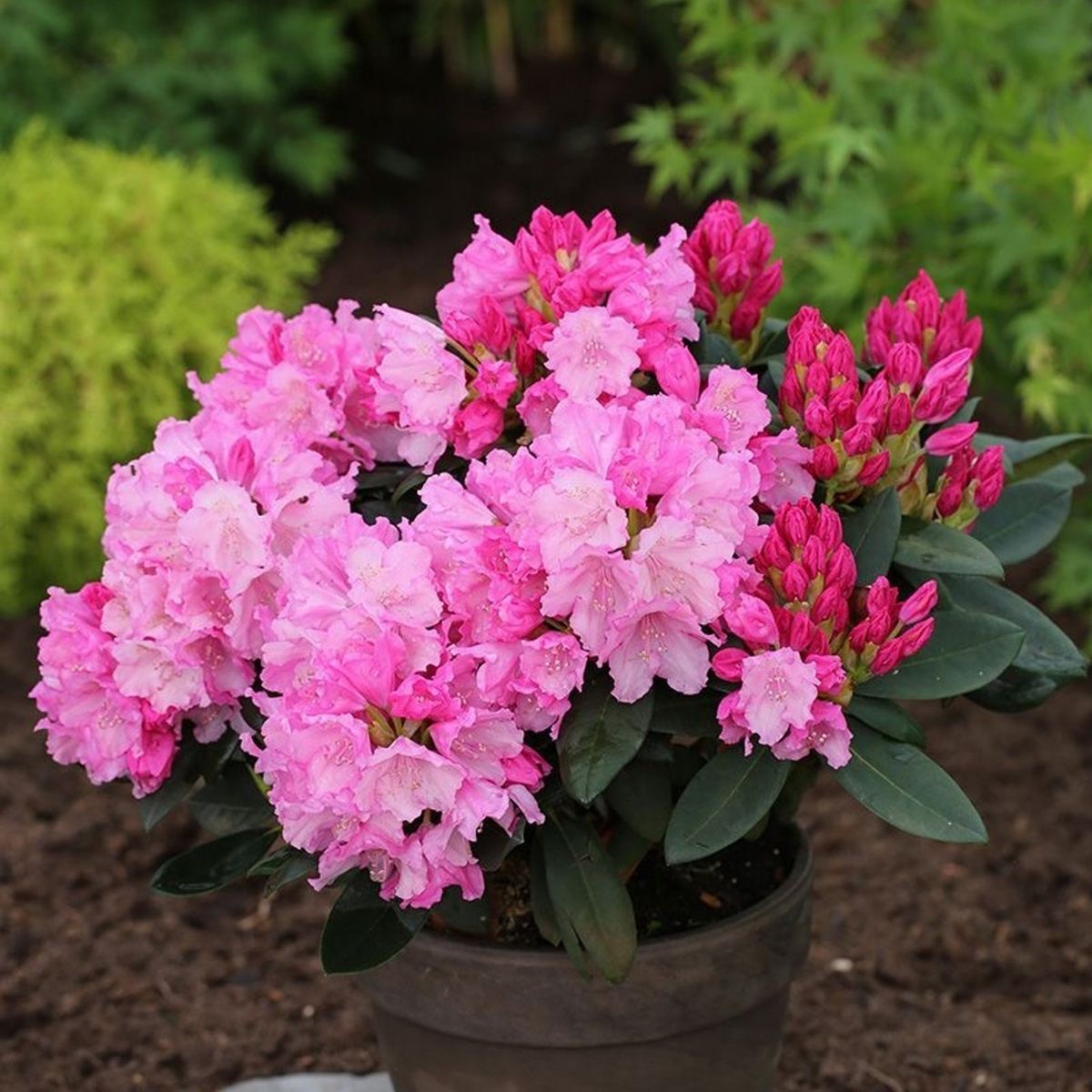 Pěnišníky a azalky - Pěnišník Easydendron Anuschka květináč 5 litrů