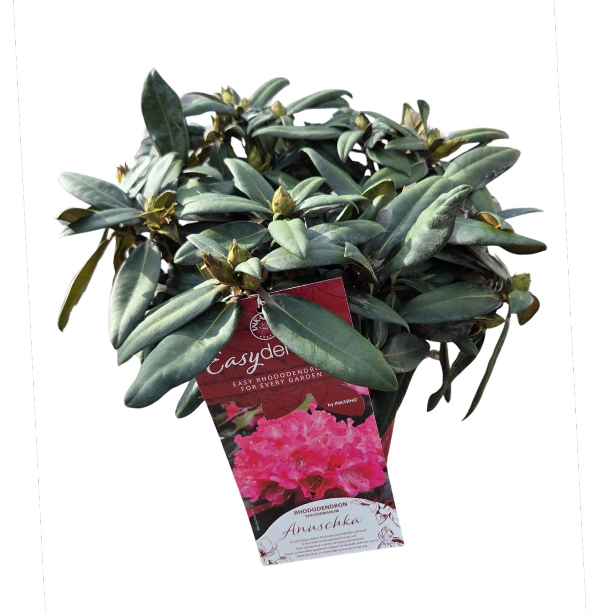 Pěnišník Easydendron Anuschka květináč 5 litrů-0