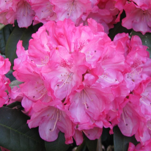 Rostliny - Pěnišník Easydendron 'Arabella' květináč 5 litrů, výška 40/50cm, keř