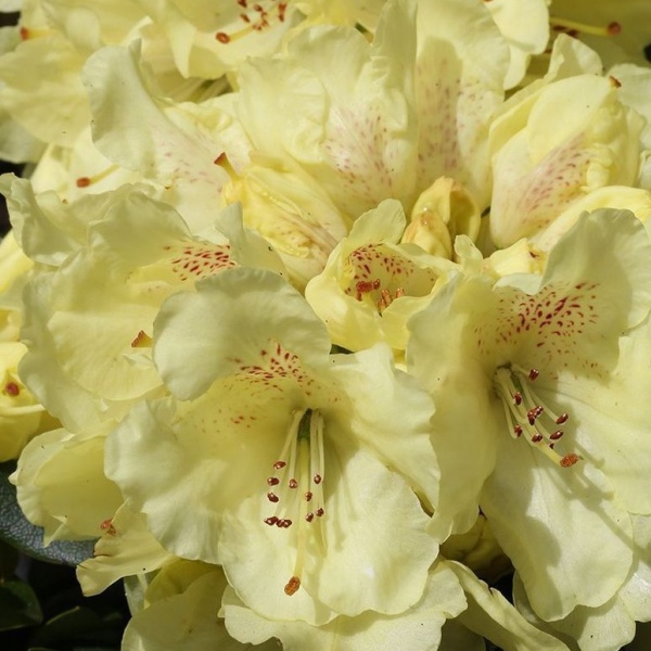 Pěnišníky a azalky - Pěnišník Easydendron 'Bohlken's Laura' 5 litrů