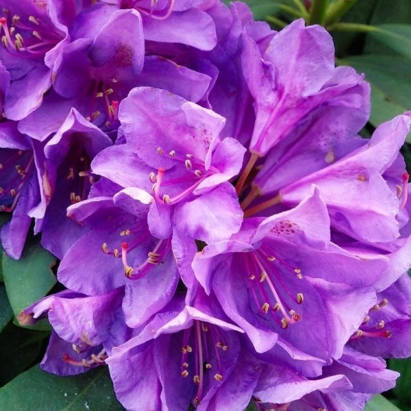 Rostliny - Pěnišník Easydendron 'Bohlken's Lupinenberg Laguna' 5 litrů