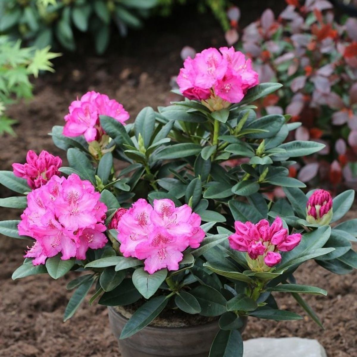 Pěnišníky a azalky - Pěnišník Easydendron Constanze květináč 5 litrů