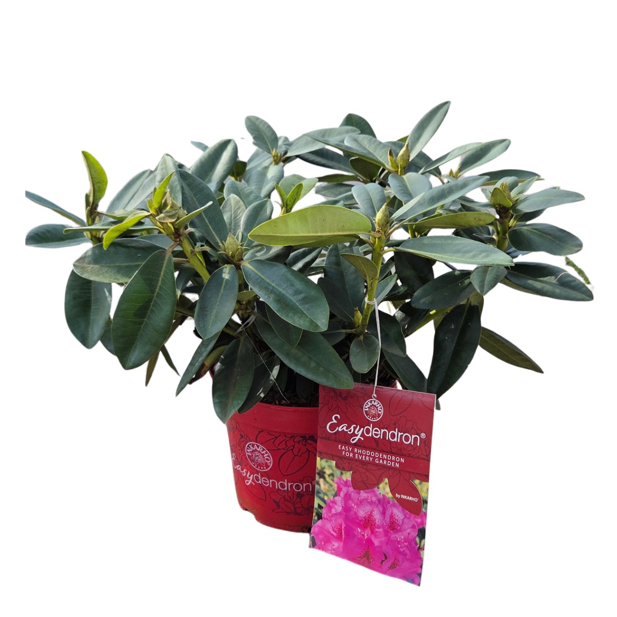 Pěnišník Easydendron Constanze květináč 5 litrů-0