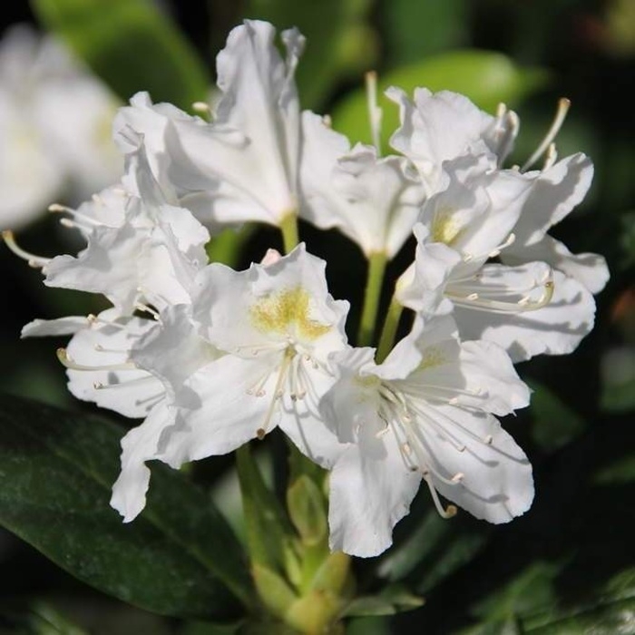 Rostliny - Pěnišník Easydendron 'Cunningham's White' výška 50/60cm