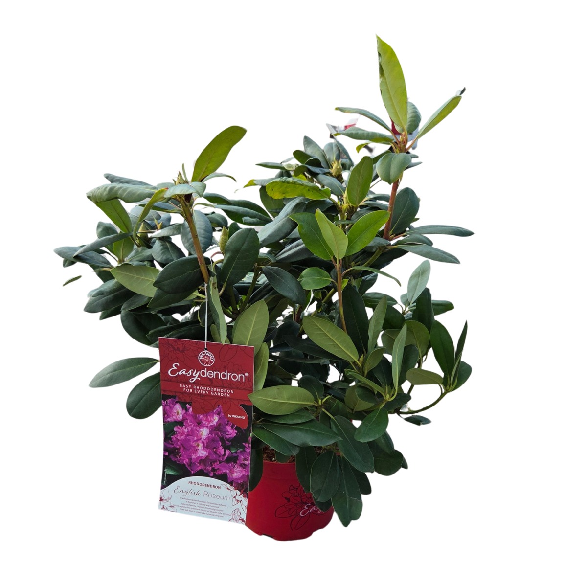 Pěnišník Easydendron English Roseum květináč 5 litrů-0