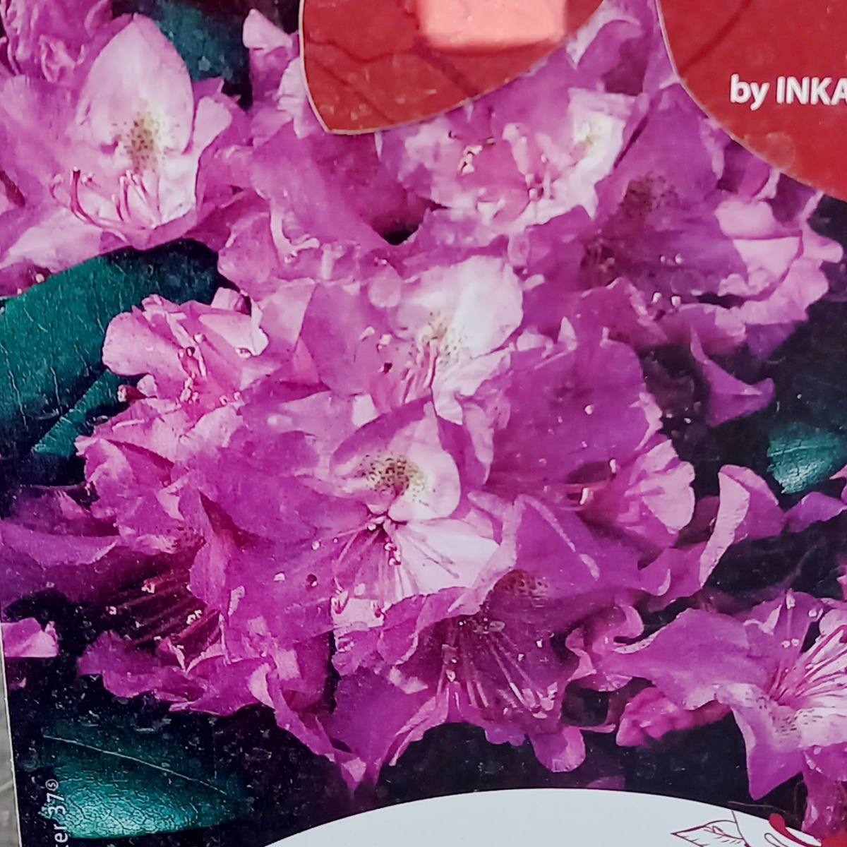 Rostliny - Pěnišník Easydendron English Roseum květináč 5 litrů