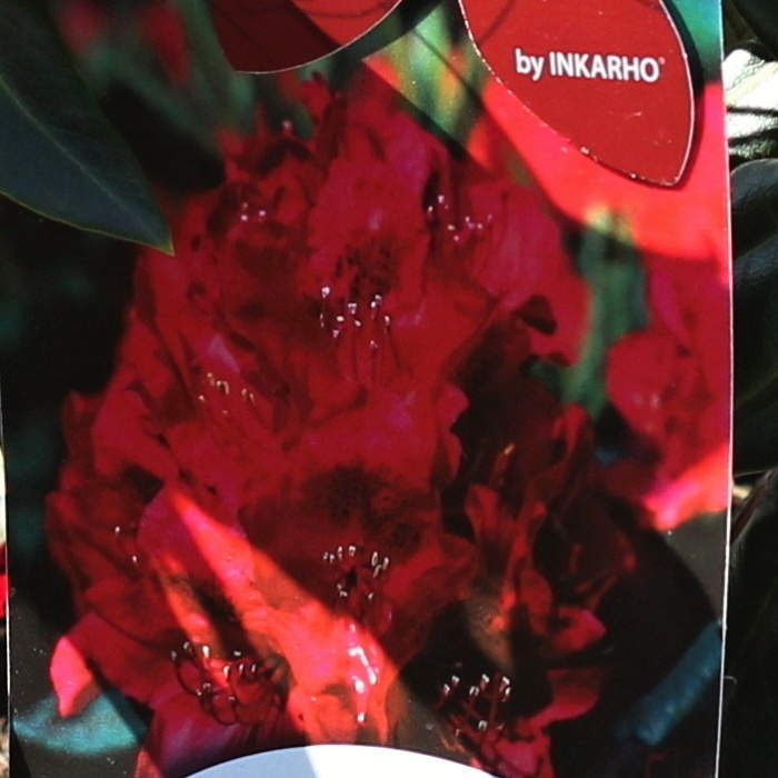 Pěnišník Easydendron 'Hachmann's Feuerschein' květináč 5 litrů-0