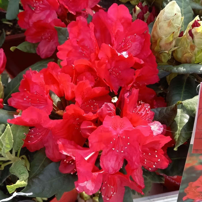 Rostliny - Pěnišník Easydendron 'Hachmann's Feuerschein' květináč 5 litrů