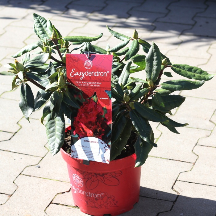 Pěnišník Easydendron 'Hachmann's Feuerschein' květináč 5 litrů-1